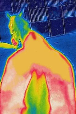 Therapy Weidedecke leicht, 50g