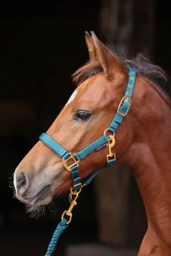 TopLine Fohlenhalfter